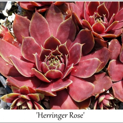 Herringer Rose