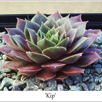 Kip