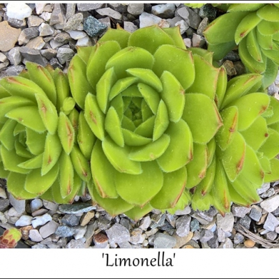 Limonella