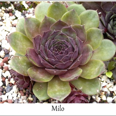 Milo