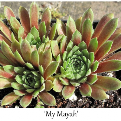 My Mayah
