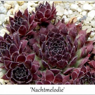 Nachtmelodie
