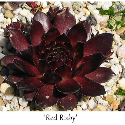 Red Ruby