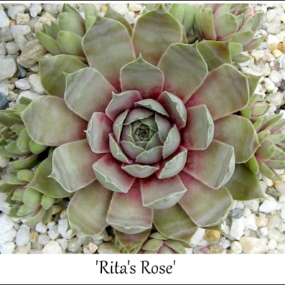 Rita's Rose