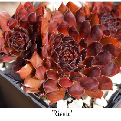 Rivale