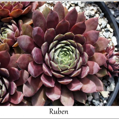 Ruben