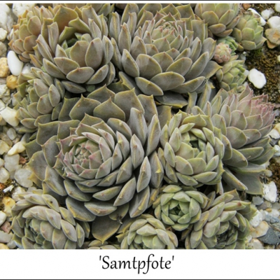 Samtpfote