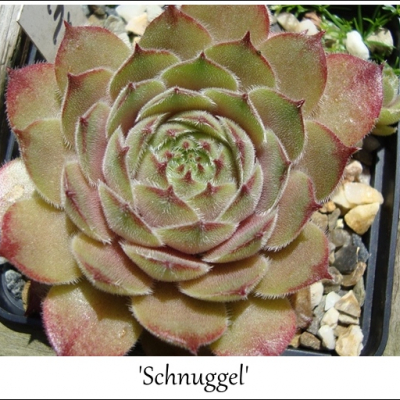 Schnuggel