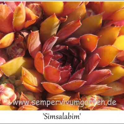 Simsalabim