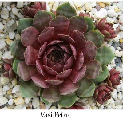 Vasi Petru