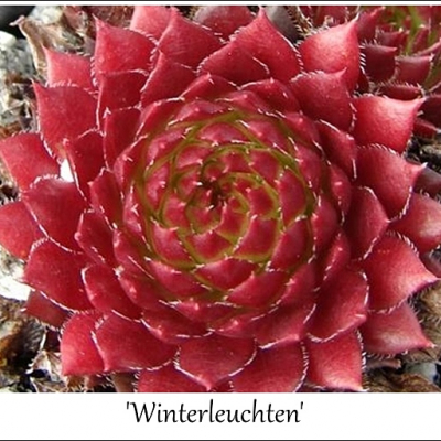 Winterleuchten