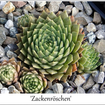 Zackenröschen