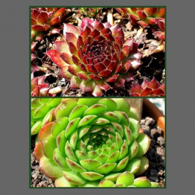 Dr. Fritz Köhlein 2