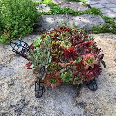 Schildkröte