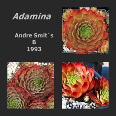 Adamina