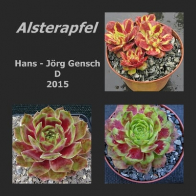 Alsterapfel