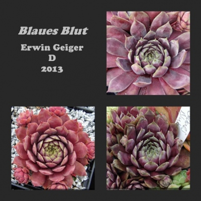Blaues Blut