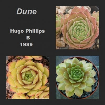 Dune