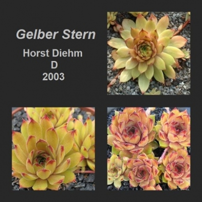 Gelber Stern