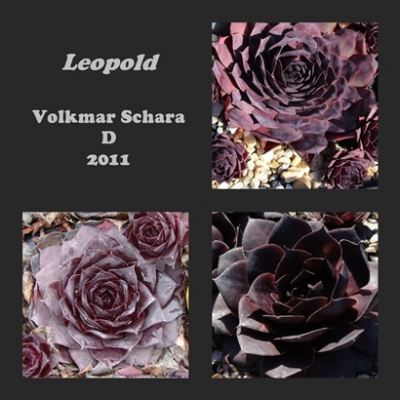 Leopold