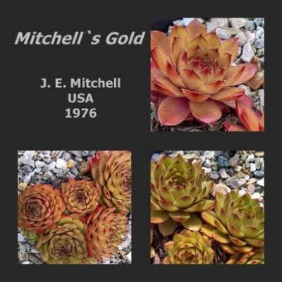MItchell's Gold