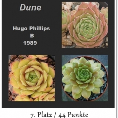 Dune