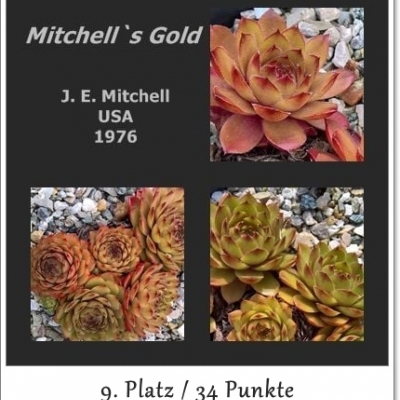 Mitchell's Gold