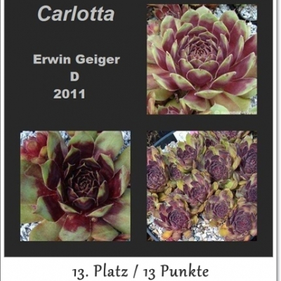 Carlotta