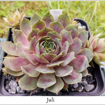 Juli