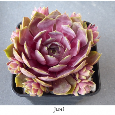 Juni