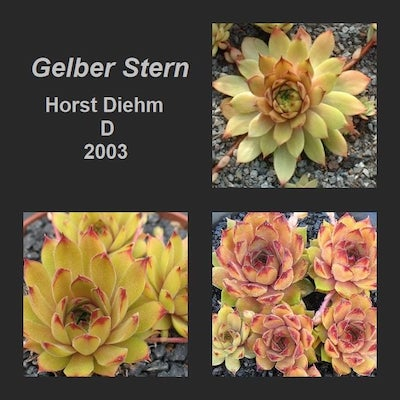 Gelber Stern