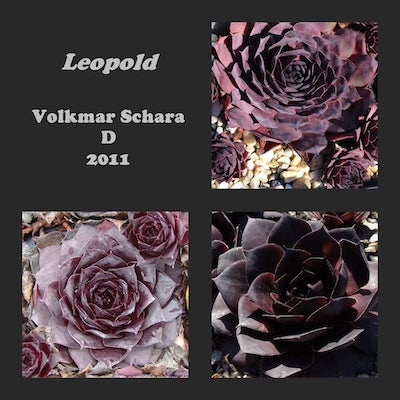 Leopold