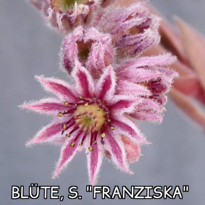 Franziska