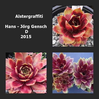 Alstergraffiti