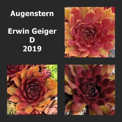 Augenstern