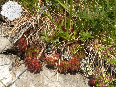 Reisebericht: Urdeni Do