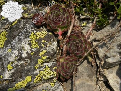 Reisebericht: Mliječni do 1