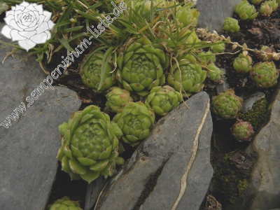 Reisebericht: Petit Pimené, Abhang