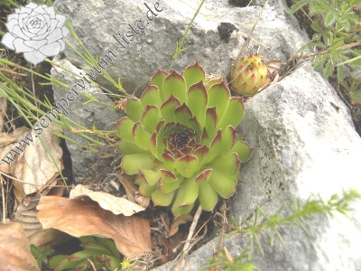 Reisebericht: Brojišta