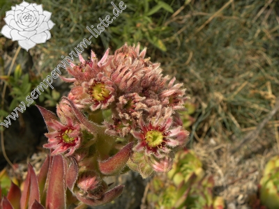 Reisebericht: Sant Maurici, unter dem See S. M. 2