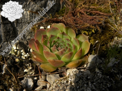 Reisebericht: Cikavac