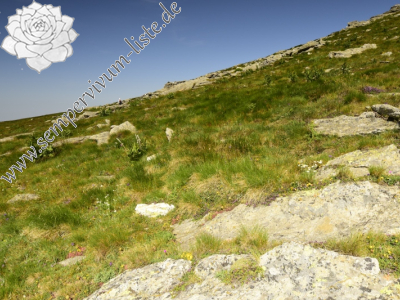 Reisebericht: Kajmakčalan, SO Abhang, 2