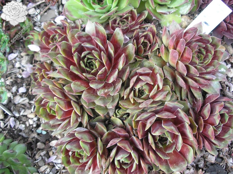 Jungle Fires | Sempervivum-Liste