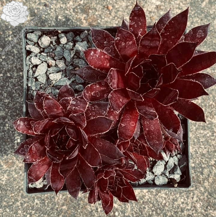 Darth Vader | Sempervivum-Liste