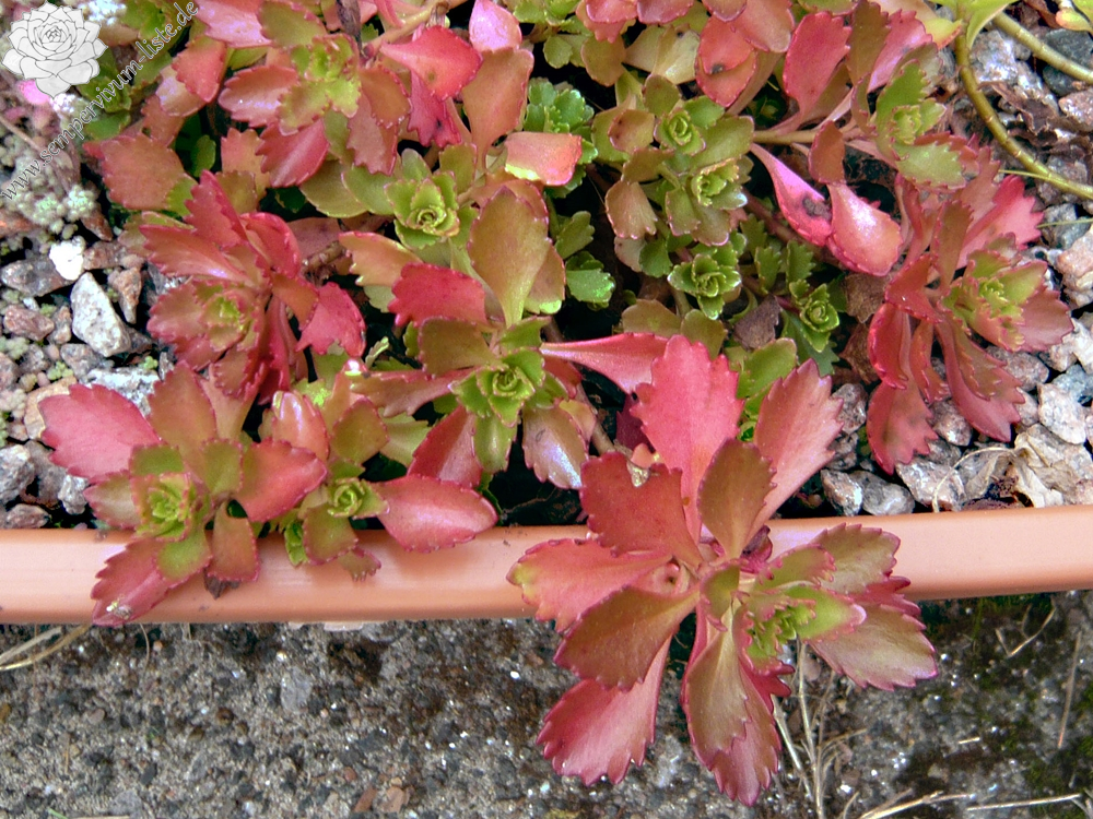 Phedimus hybridus ex Kasachstan SempervivumListe