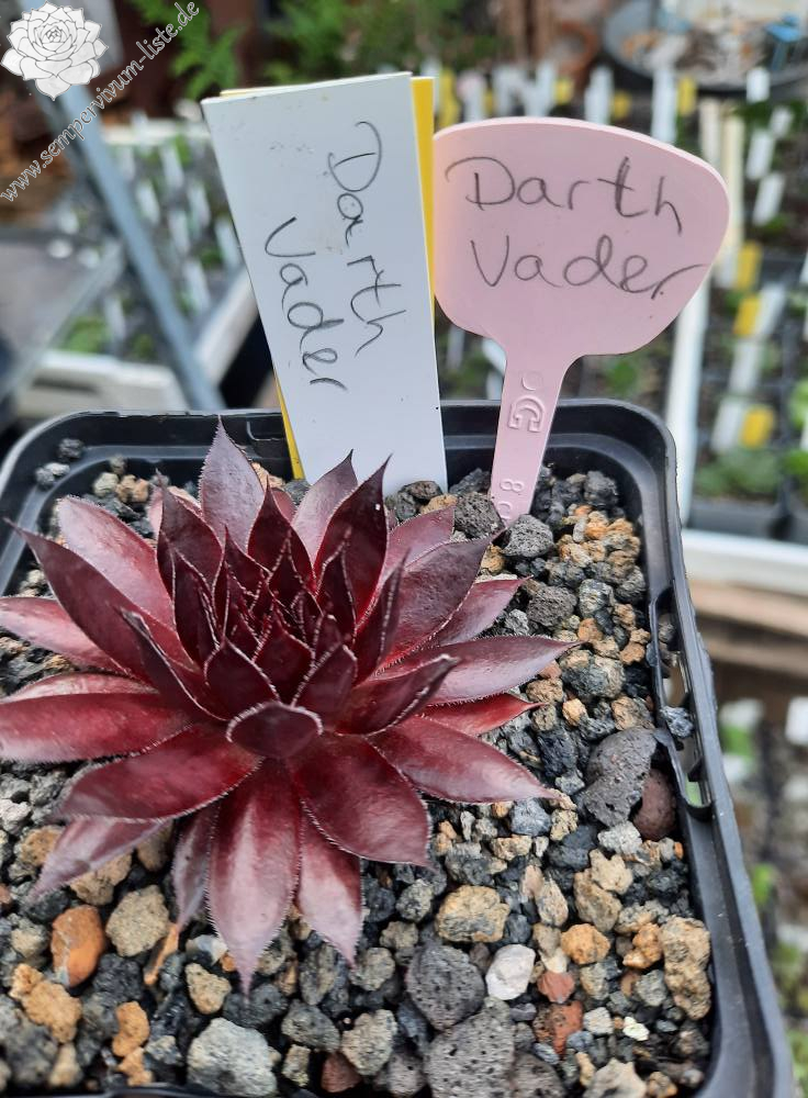 Darth Vader | Sempervivum-Liste