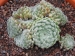 ciliosum ssp. ciliosum (borisii)