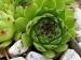 cantabricum