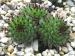 calcareum from Alpes Maritimes (Typ PH436)