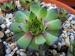 calcareum x S. tectorum